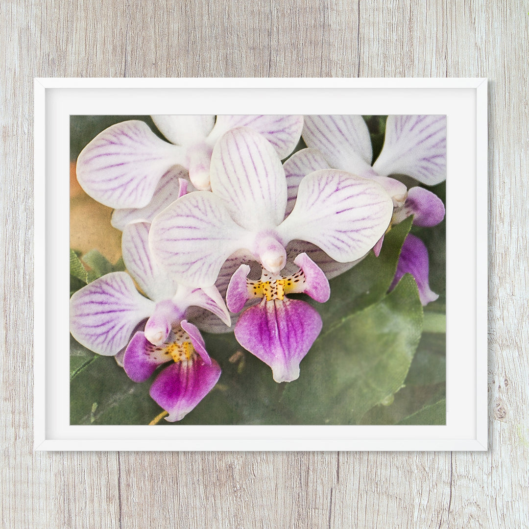White & Purple Moth Orchid - #17 Horizontal