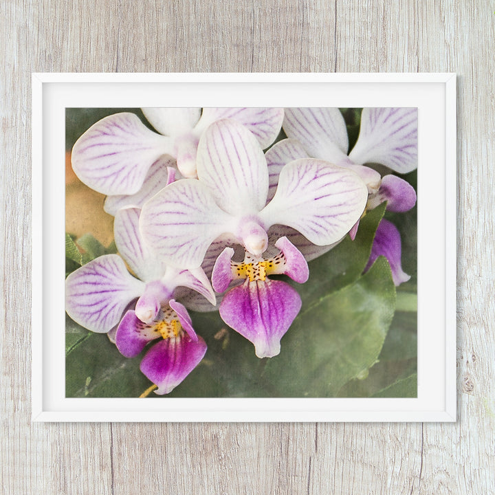 White & Purple Moth Orchid - #17 Horizontal