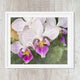 Orchid 17