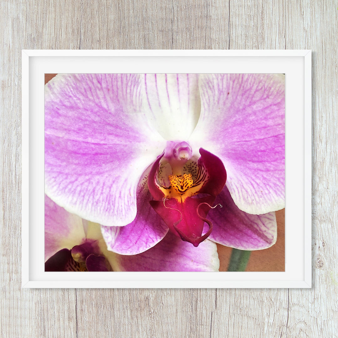 Deep Pink Moth Orchid - #18 Horizontal