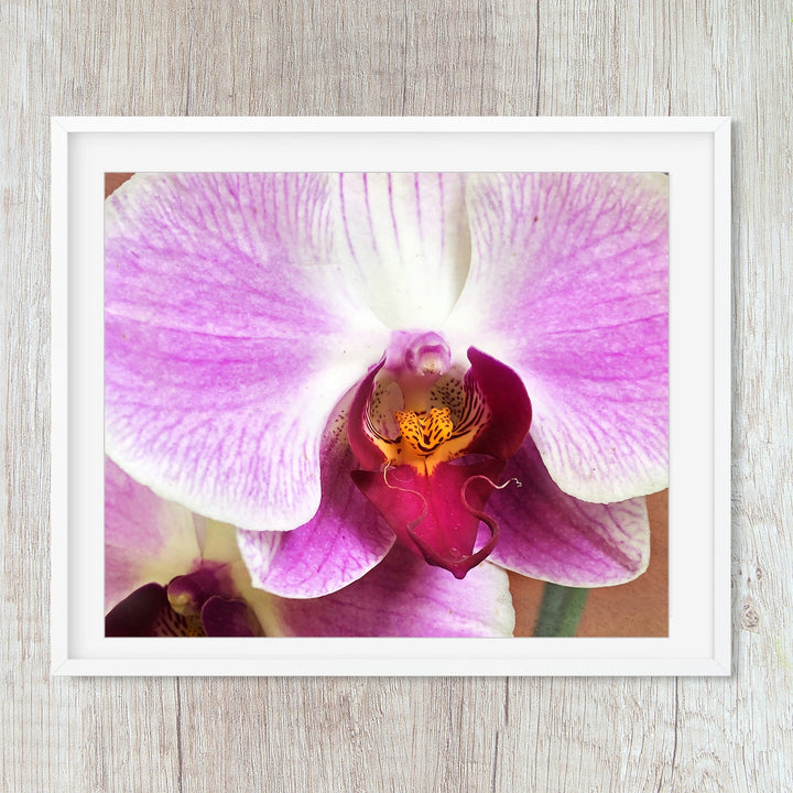 Deep Pink Moth Orchid - #18 Horizontal