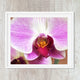 Orchid 18