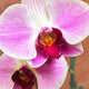Orchid 18