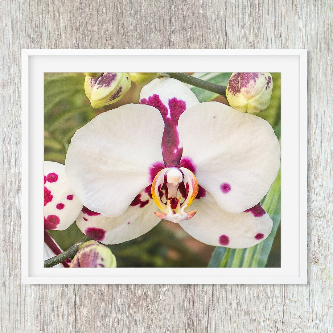 Orchid 19