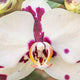 Orchid 19