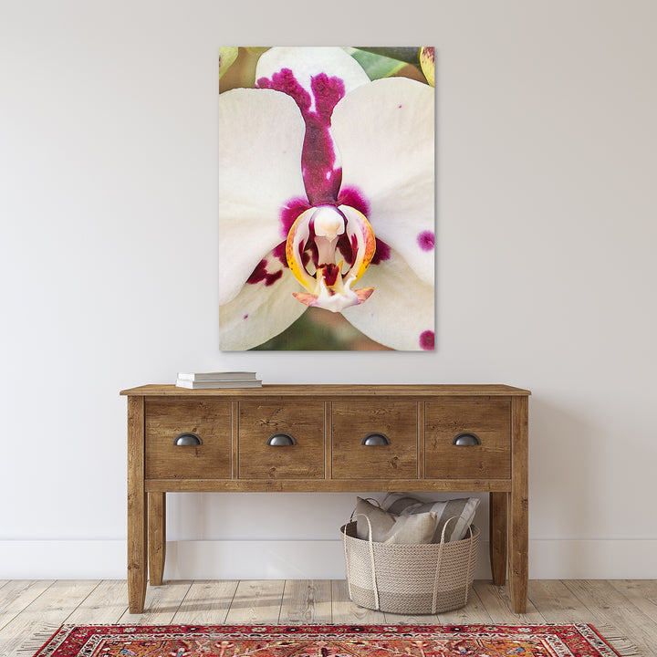 Orchid 19