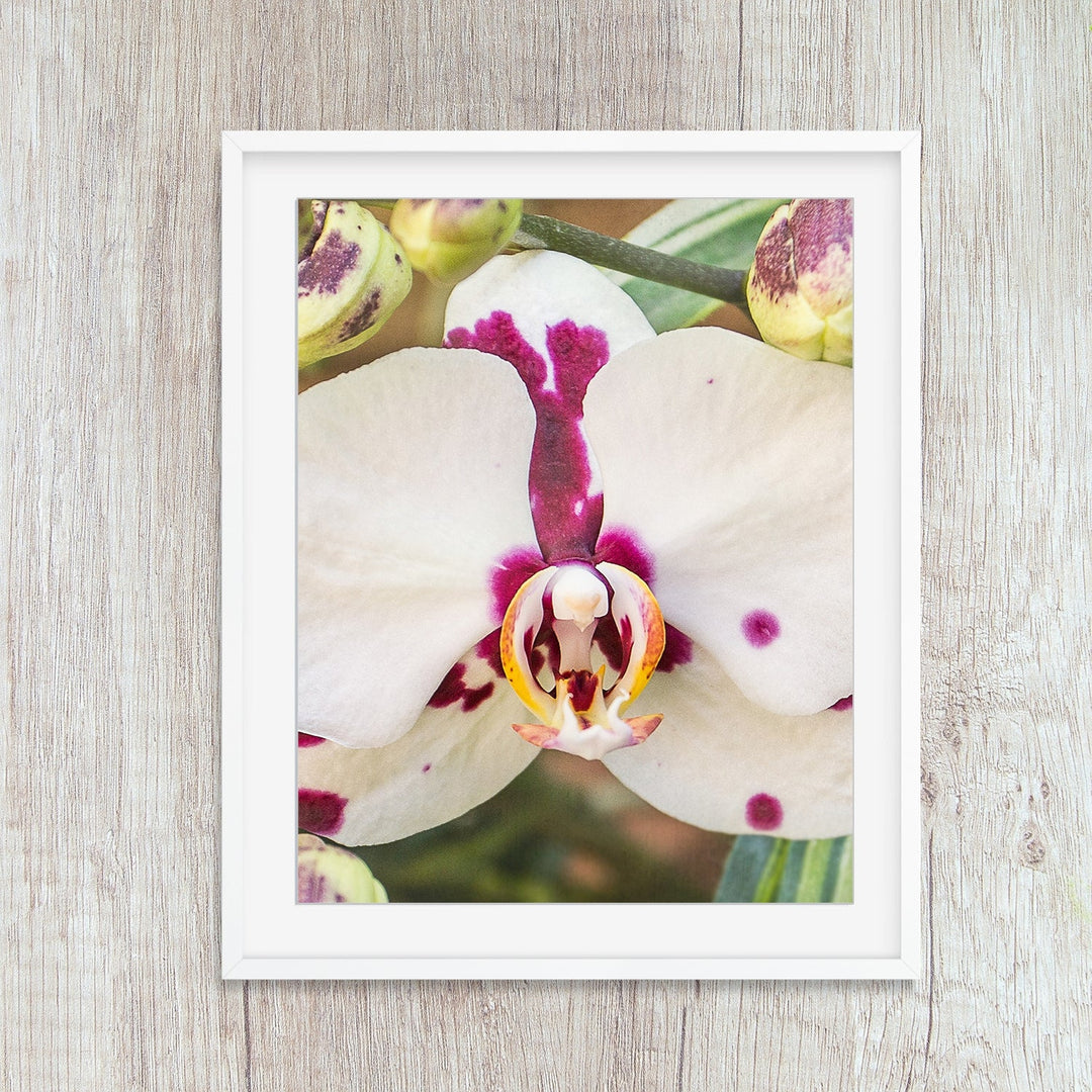Orchid 19