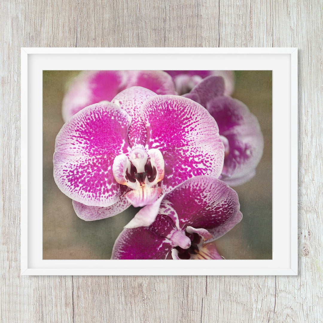Pink Moth Orchid - #1 Horizontal