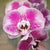 Orchid 1