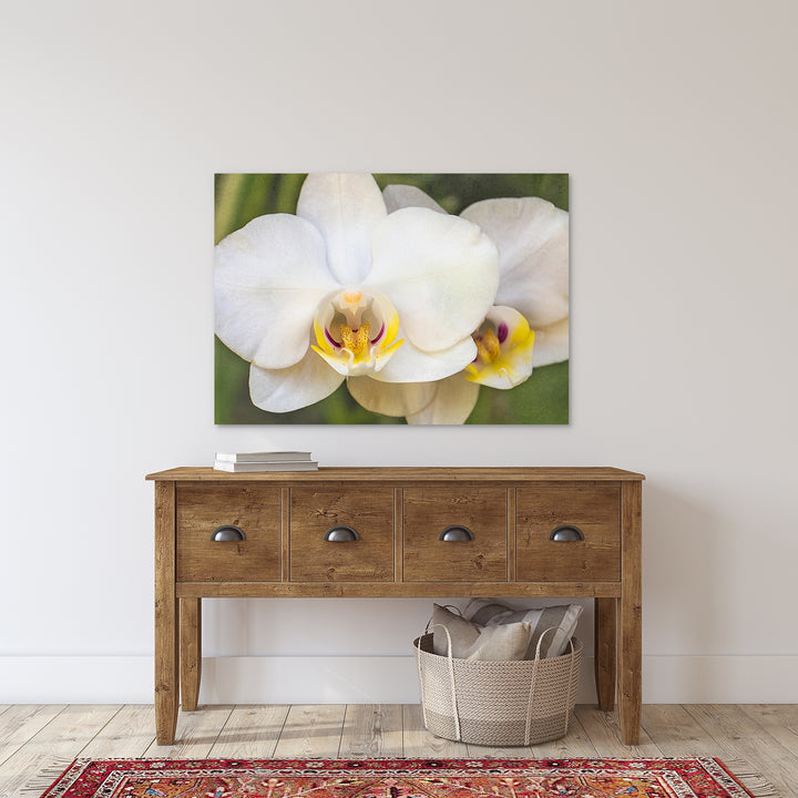 Pink & Yellow Moth Orchid - #20 Horizontal