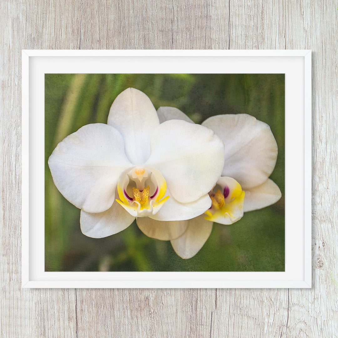 Pink & Yellow Moth Orchid - #20 Horizontal