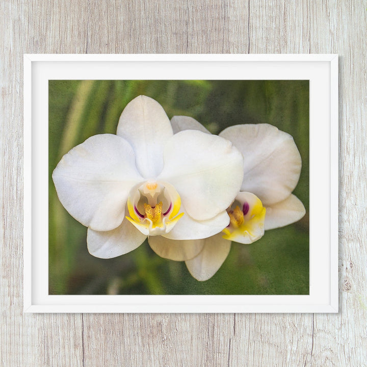 Pink & Yellow Moth Orchid - #20 Horizontal
