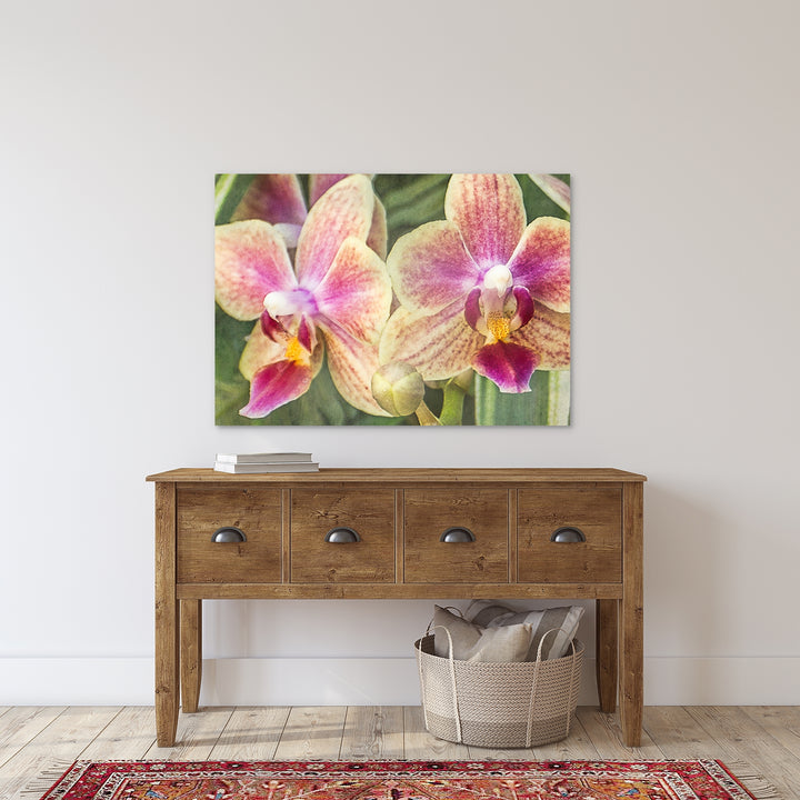 Pink & Yellow Moth Orchid - #21 Horizontal