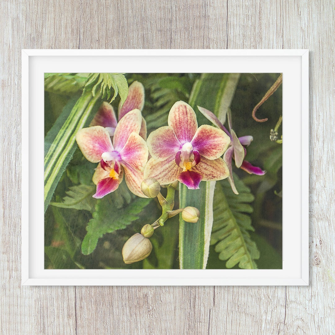 Pink & Yellow Moth Orchid - #21 Horizontal