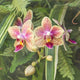 Orchid 21