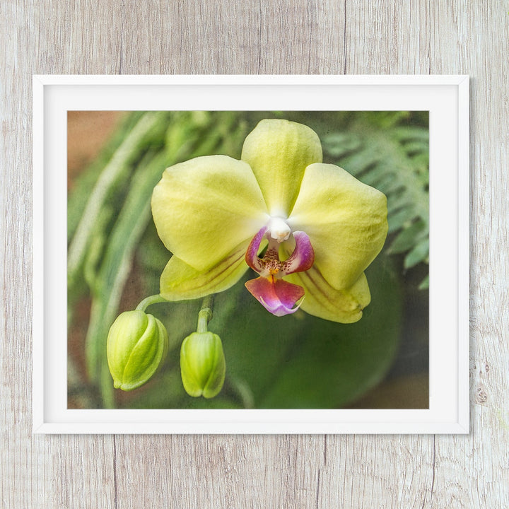 Yellow & Pink Moth Orchid - #22 Horizontal