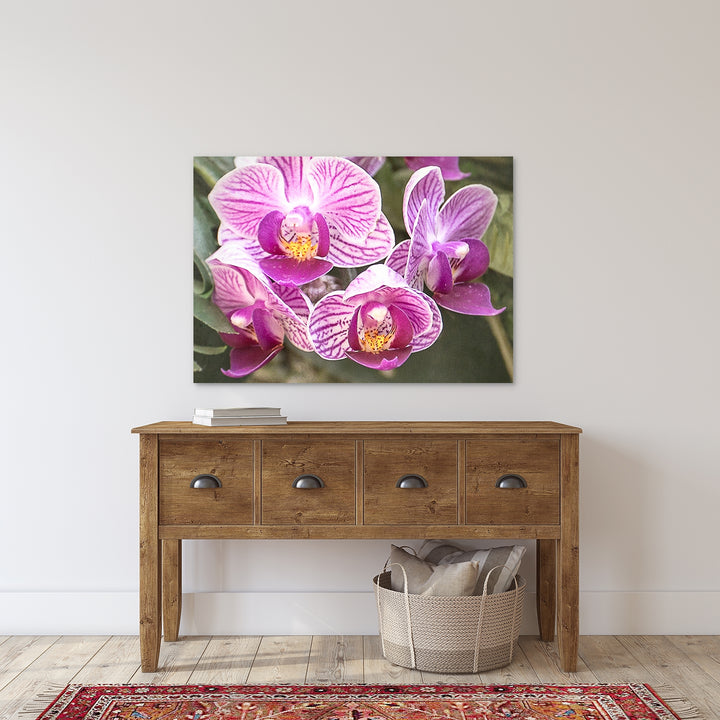 Pink Striped Moth Orchid - #23 Horizontal