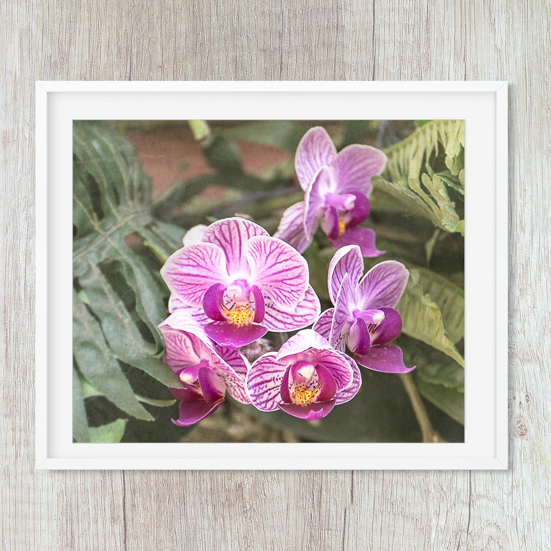 Pink Striped Moth Orchid - #23 Horizontal
