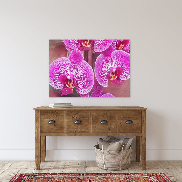 Bright Pink Moth Orchid -#3 Horizontal
