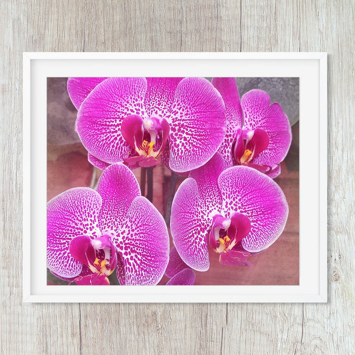 Bright Pink Moth Orchid -#3 Horizontal