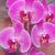 Orchid 3