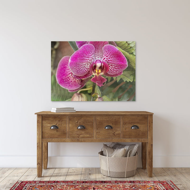 Deep Pink Moth Orchid - #4 Horizontal
