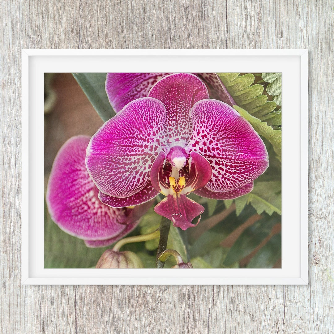 Deep Pink Moth Orchid - #4 Horizontal