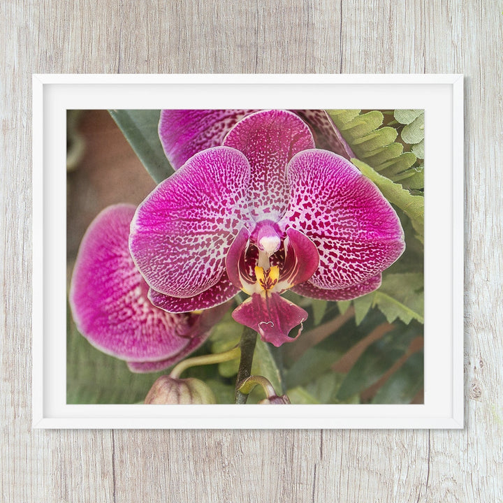 Deep Pink Moth Orchid - #4 Horizontal