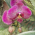 Orchid 4