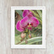 Orchid 4