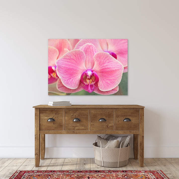 Bright Pink Orchid Moth - #5 Horizontal