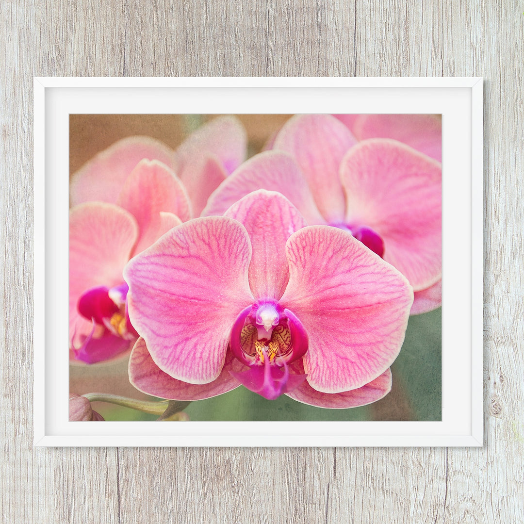 Bright Pink Orchid Moth - #5 Horizontal