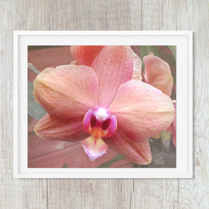 Coral Moth Orchid - #6 Horizontal