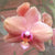 Orchid 6