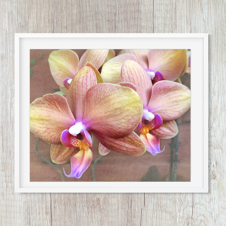 Multicolor Moth Orchid - #7 Horizontal
