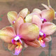 Orchid 7