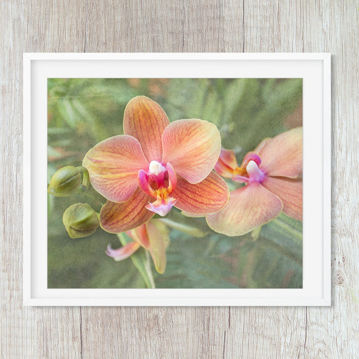 Orange Moth Orchid - #8 Horizontal