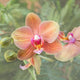 Orchid 8