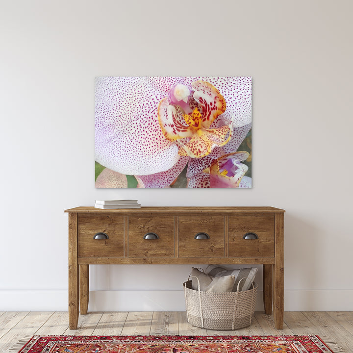Orchid 9