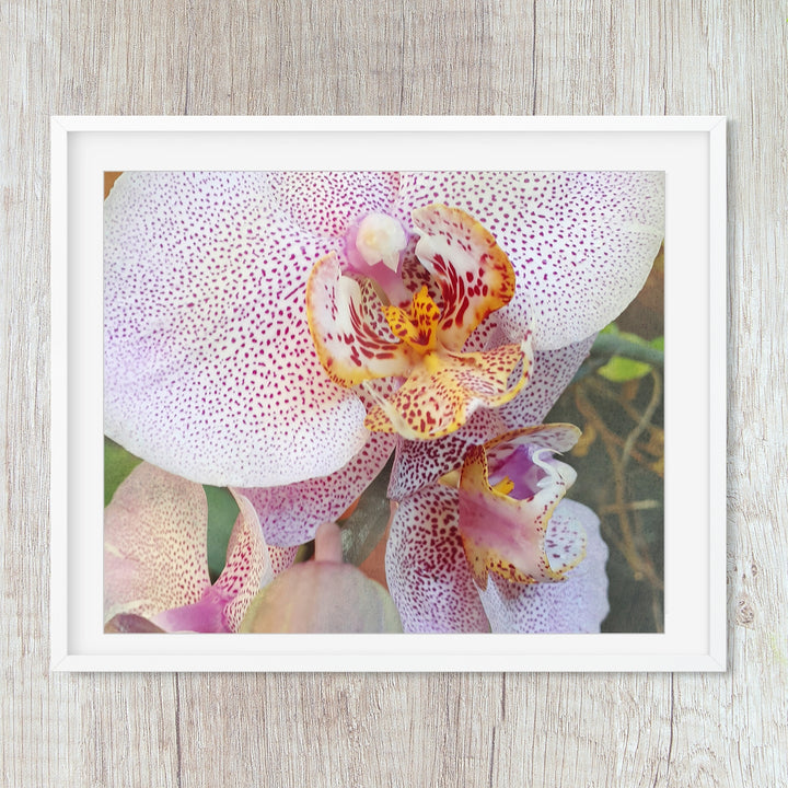 Orchid 9