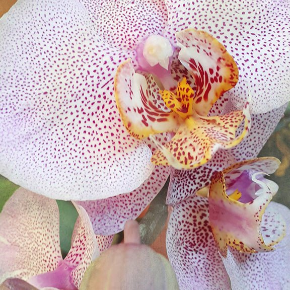 Orchid 9
