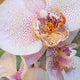 Orchid 9