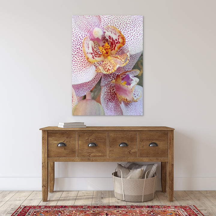 Orchid 9