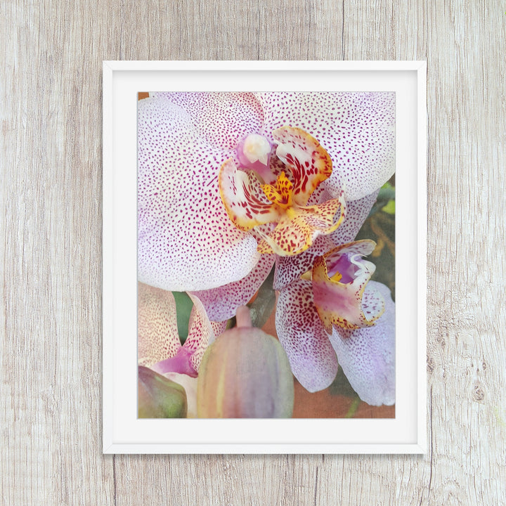 Orchid 9