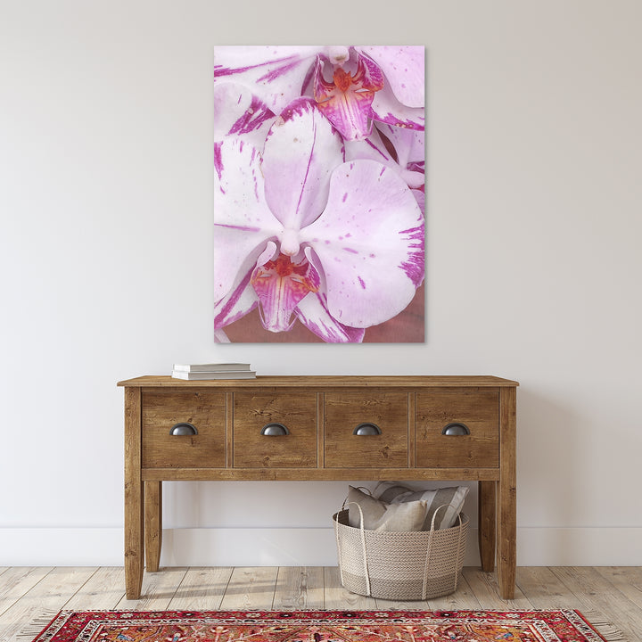 White & Purple Moth Orchid - #11 Vertical