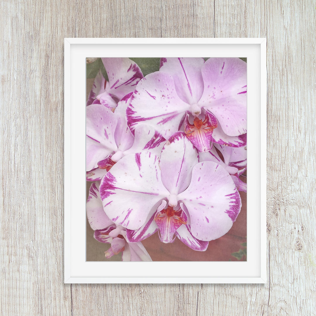 White & Purple Moth Orchid - #11 Vertical