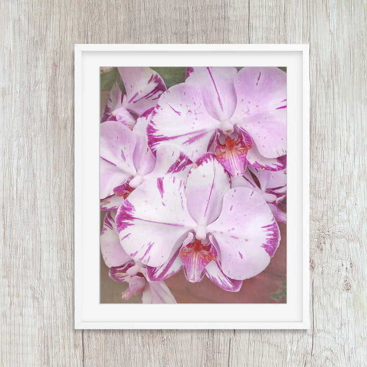 White & Purple Moth Orchid - #11 Vertical