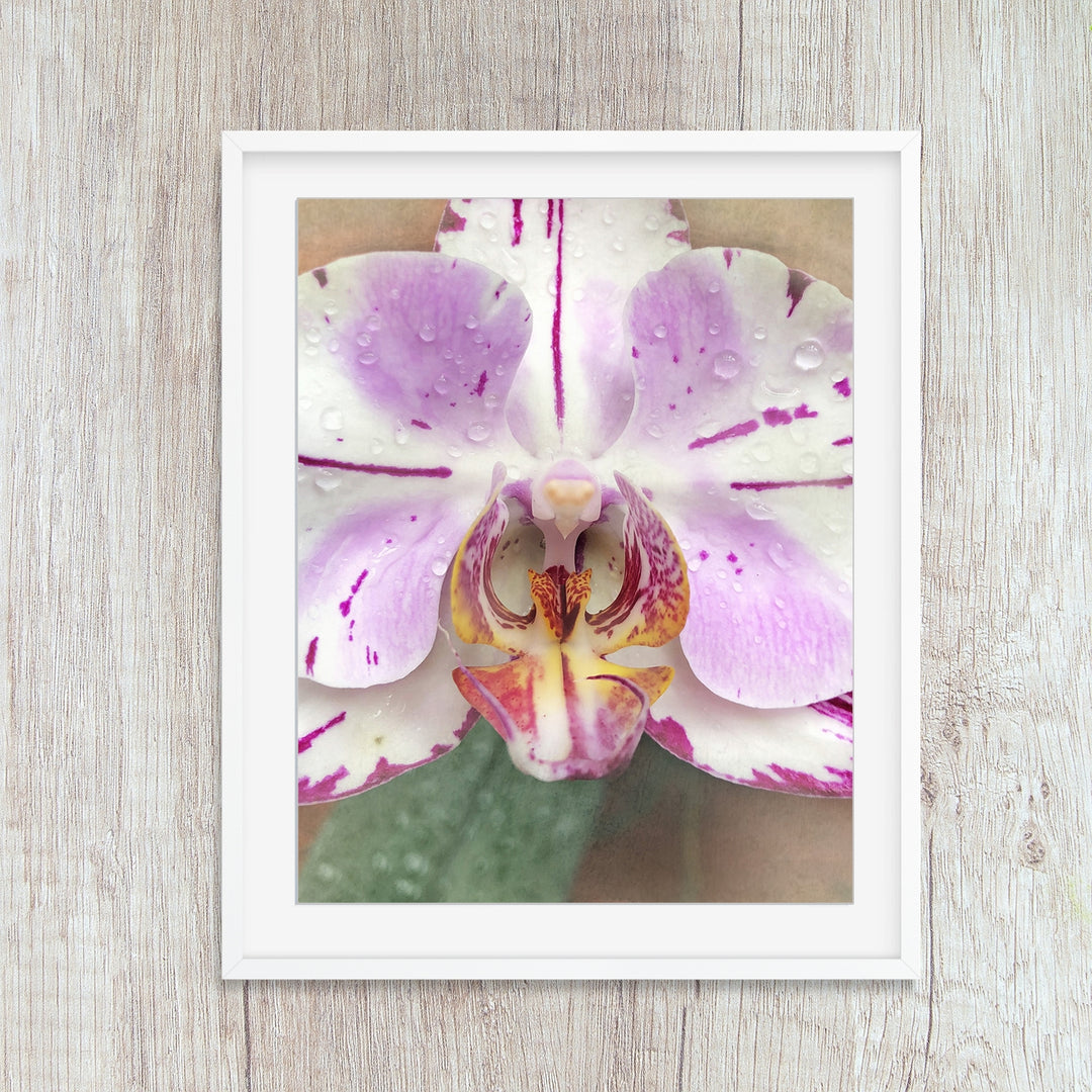 Pink & White Orchid - #12 Vertical