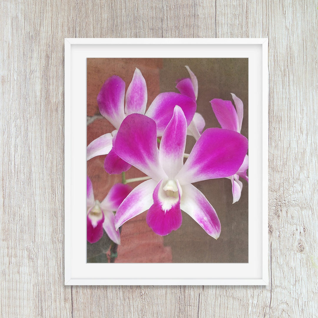 Pink & White Dendrobium - #13 Vertical