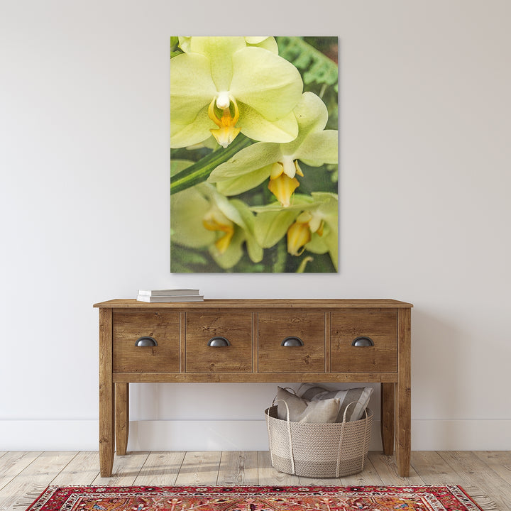 Yellow Moth Orchid - #14 Vertical